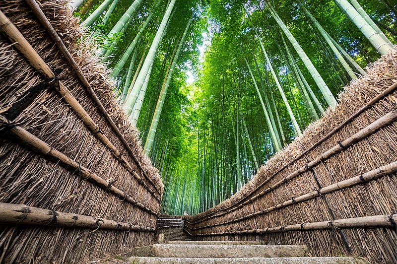 arashyama sagano bamboo forest