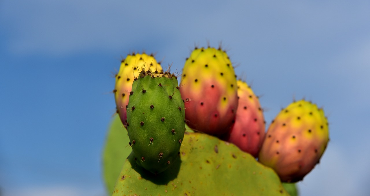 cactus fichi d india fico d india