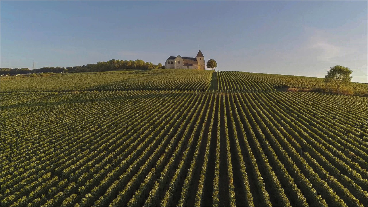champagne campo vino agricoltura