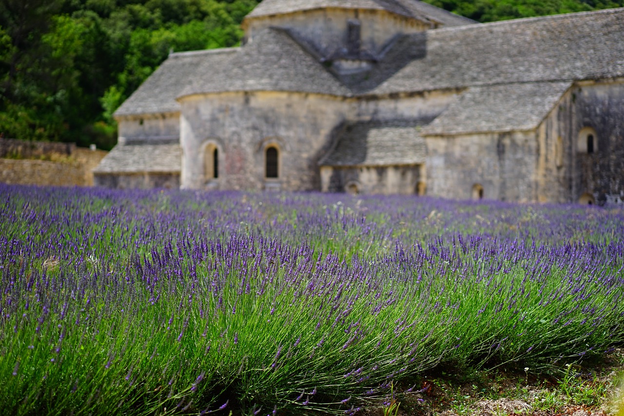 lavanda fiore fiori blu