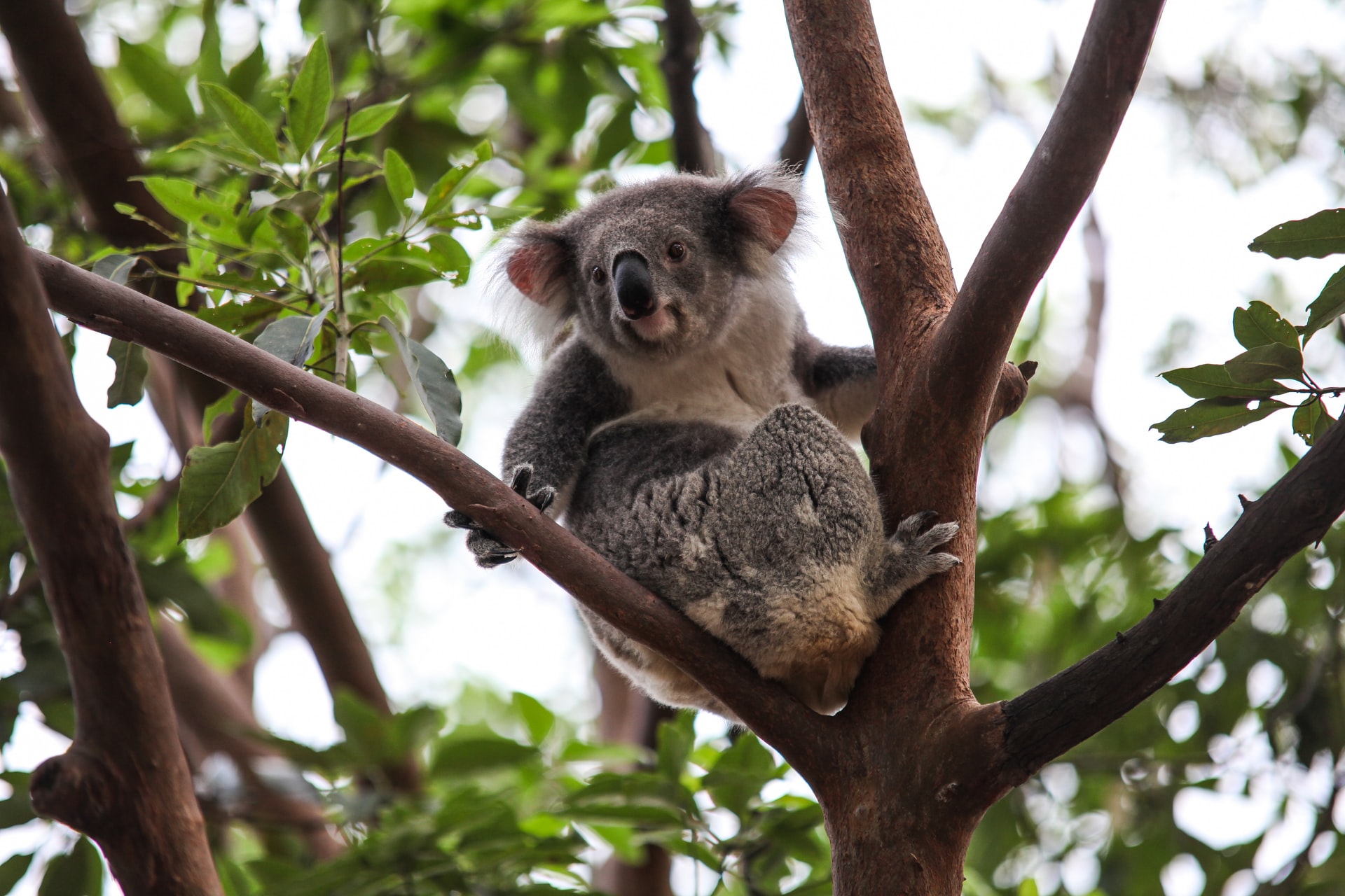 taronga zoo