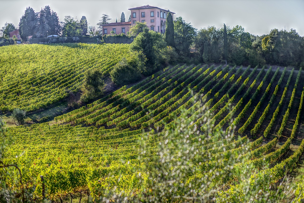 vino vendemmia uva olivo campagna